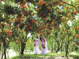 ĐẾN MỸ THO THƯỞNG THỨC TRÁI CÂY VÀ NGHE ĐỜN CA TÀI TỬ