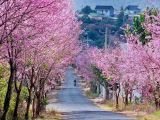 MAI ANH ĐÀO HÉ NỞ GỌI MÙA XUÂN VỀ NƠI ĐÀ LẠT